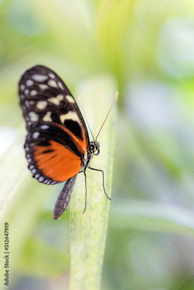 Beautiful butterfly on a leaf Beautiful butterfly on a leaf