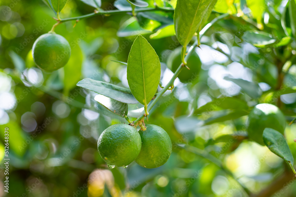 Fresh, natural cluster of juicy limes growing on a lime tree in the Caribbean. Organic natural fruit. Fresh, natural cluster of juicy limes growing on a lime tree in the Caribbean. Organic natural fruit.