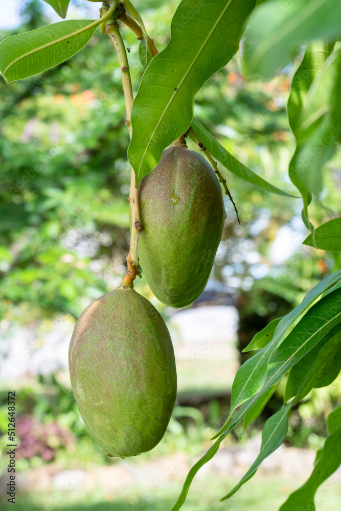 Closeup of fresh and ripe Julie Mangos on a mango tree with lush green leaves. Organic natural fruit. Closeup of fresh and ripe Julie Mangos on a mango tree with lush green leaves. Organic natural fruit.