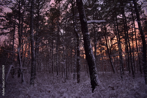 Beautiful sunset in the snowy forest