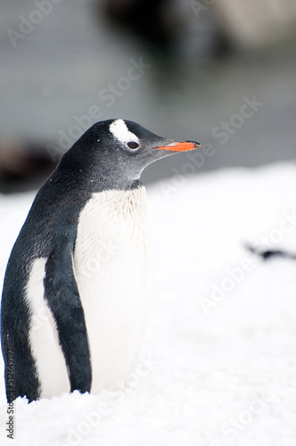 penguin in the snow 