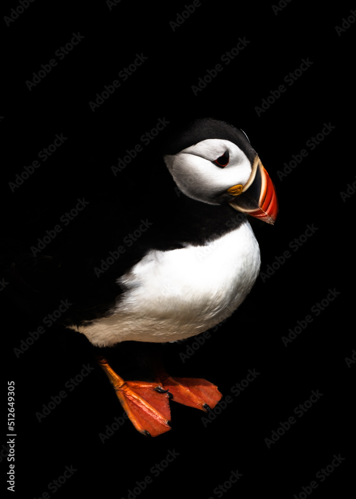 Naklejka premium vertical close-up view of a North Atlantic Puffin isolated with a black background