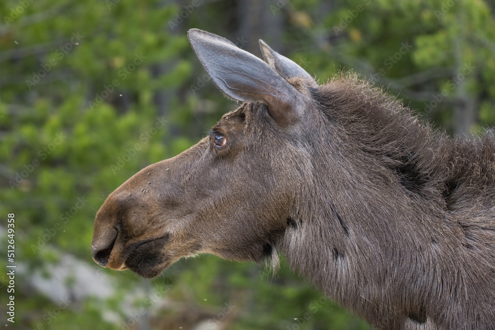 Fototapeta premium portrait of a cow moose