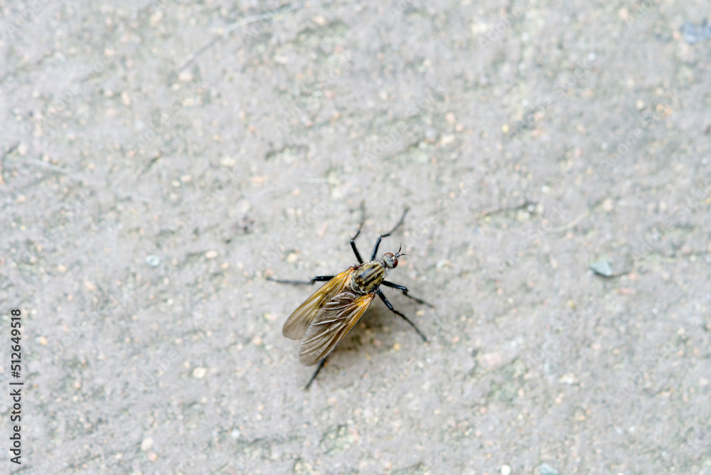 A fly on a paving stone close up. A fly on a paving stone close up.
