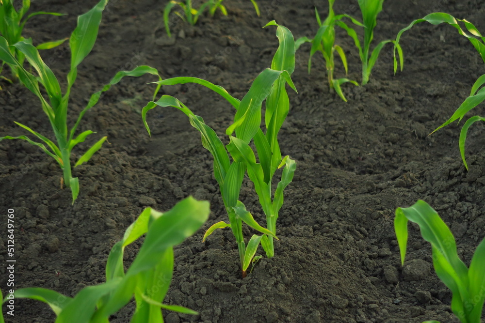 young corn growing on the farm young corn growing on the farm