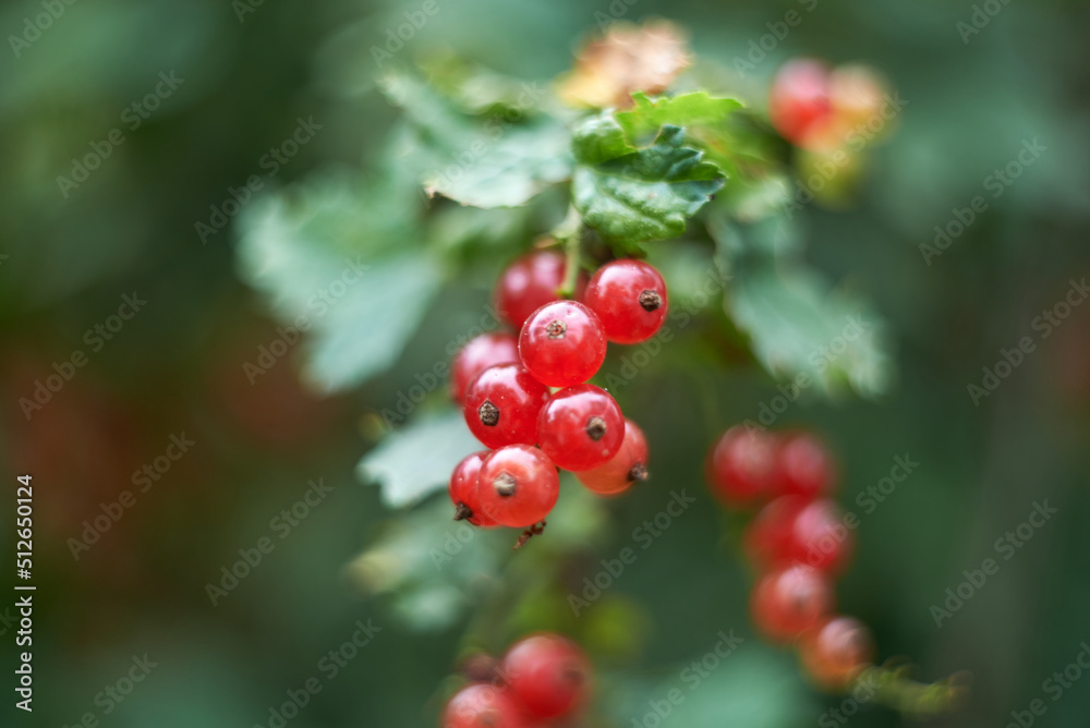 Photo of young red agrus on a branch