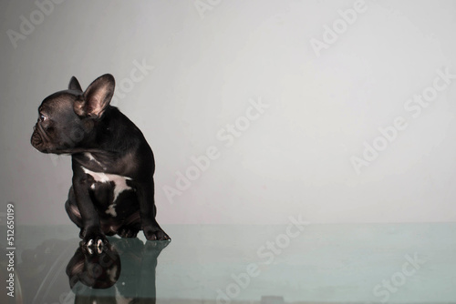 Vászonkép photo session of a black pug puppy