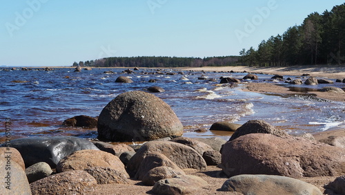 Coast of the Gulf of Finland. Beach, stones, sea and pine forest on the horizon. Leningrad region, Russia.
