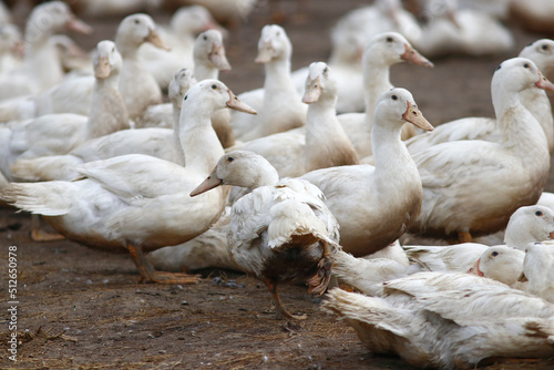 Schilderij op canvas Elevage de canard, confinement élevage de canard, poulet dû à la grippe aviaire
