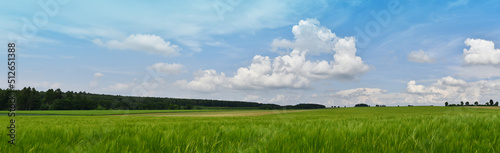 Green field with agriculture meadow and blue sky. Panoramic view to grass on the hill on sunny spring day