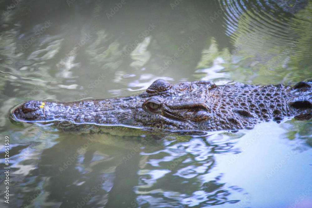 Crocodile in water, Ragunan Zoo - Indonesia Crocodile in water, Ragunan Zoo - Indonesia