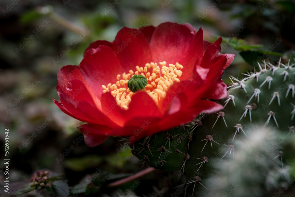 Obraz premium Flor de cactus