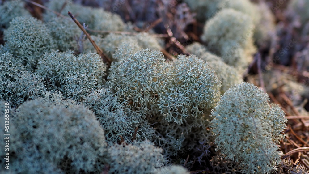 Abstract background. White forest lichen close-up. Leningrad region, Russia. Abstract background. White forest lichen close-up. Leningrad region, Russia.