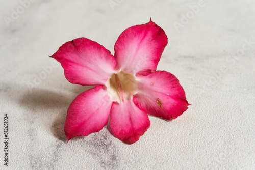 Pink Flower indonesian kamboja flower with white background photo