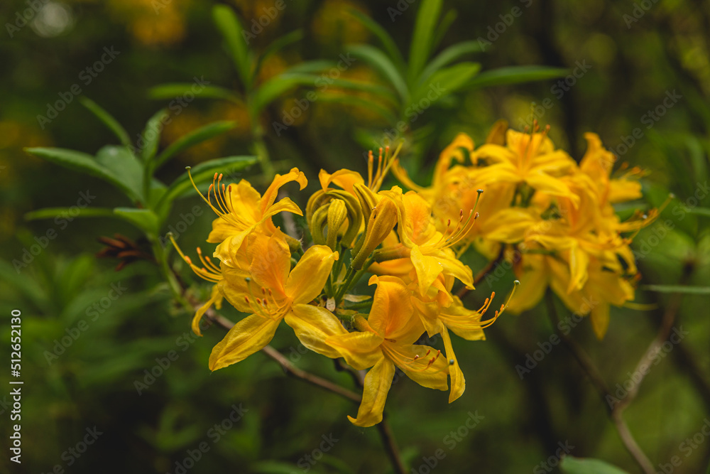Fototapeta premium Yellow rhododendron flower in spring garden, blurred nature background. Branch of a beautiful flowering shrub of rhododendron. Toned image.