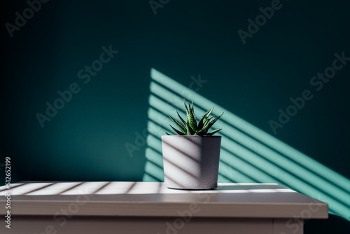 Green succulent in concrete plant pot with decorative shadows on a green wall and table surface in home interior. Game of shadows on a wall from window at the sunny day. Graphic minimalist background.