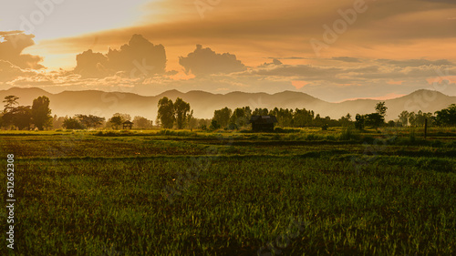 View of Rice Fields with Sunset, Green nature background, Farming concept, organic jasmine rice cultivation Farming in rural areas in the north of Thailand.