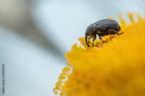 weevil (Curculionidae) on a flower photo