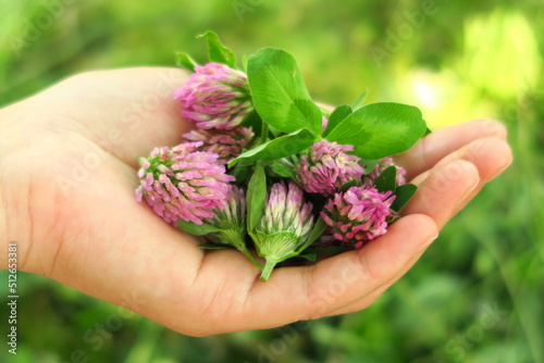 a woman holds a handful of clover flowers in her palm for harvesting ingredients for medicinal tea