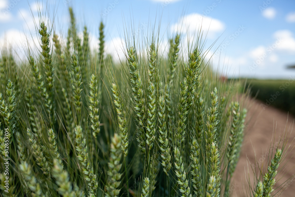 The green wheat field in drought land. The green wheat field in drought land.