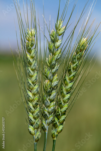 Three green wheat ears (Triticum aestivum) close-up photo. Global warming and grain crisis are very important for humanity.