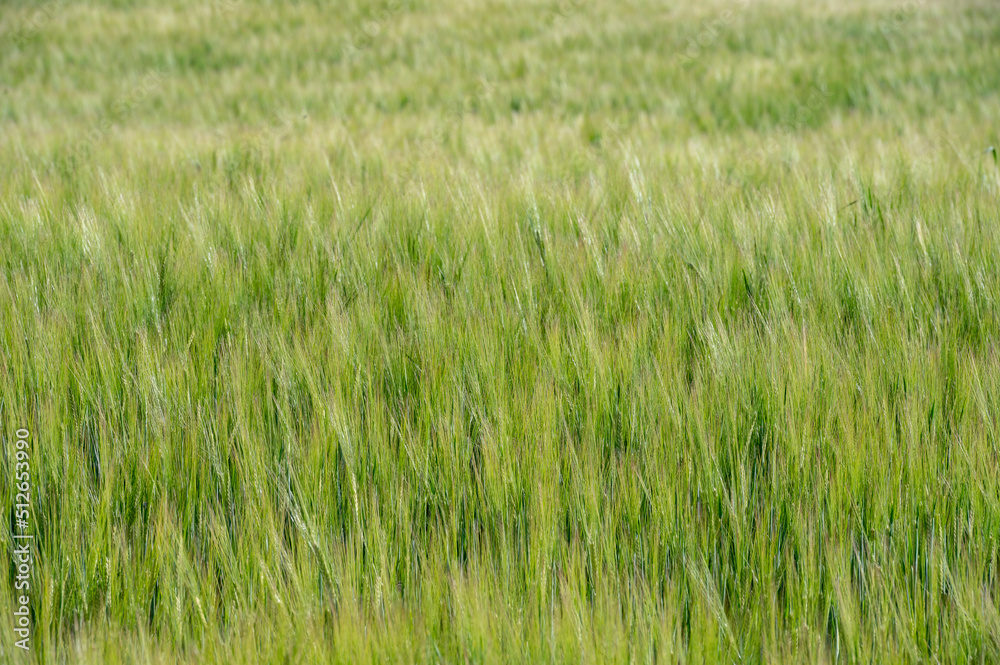 Detail view Wheat field in the sun.