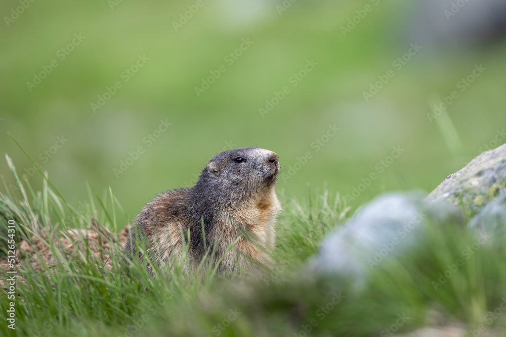 Alpine Marmot in natural habitat Marmota marmota Alpine Marmot in natural habitat Marmota marmota