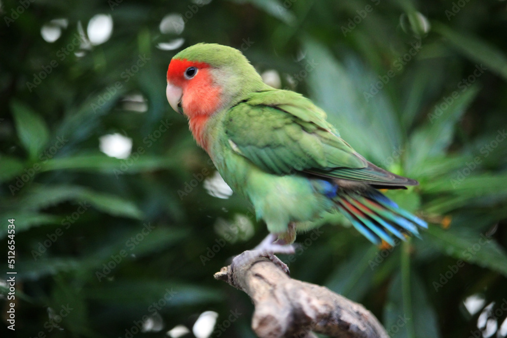 Bird of the lovebird species (Agaporni) on a branch in the tropical forest