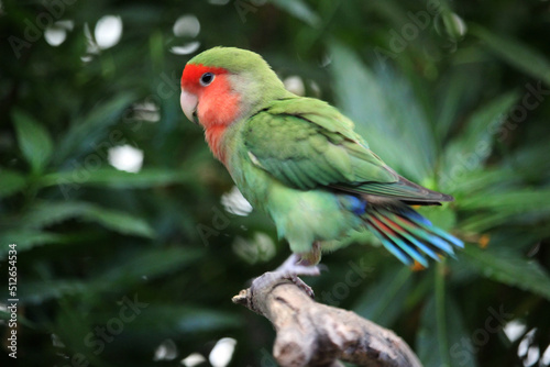Bird of the lovebird species (Agaporni) on a branch in the tropical forest