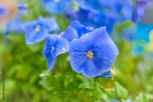 雨の滴を浴びる花