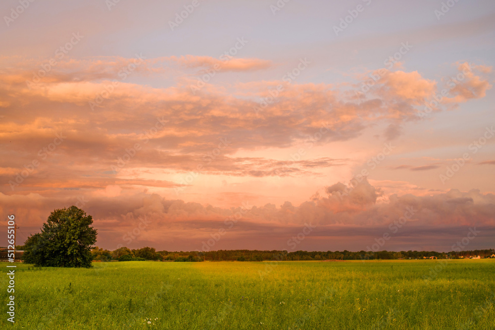 Obraz premium Summer evening landscape with a bright cloudy sky and a tree in a green field at sunset