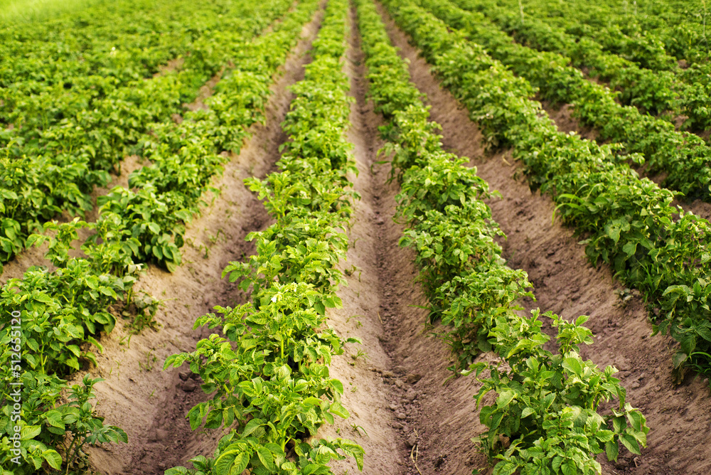 Field of green growing potatoes. Agriculture Field of green growing potatoes. Agriculture