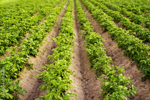 Field of green growing potatoes. Agriculture