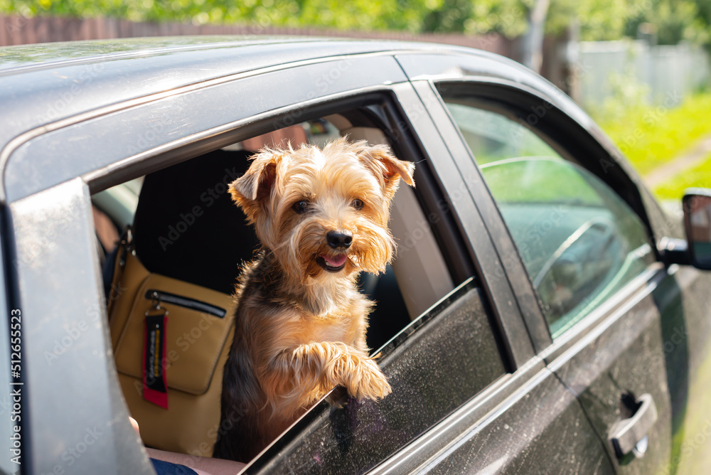 The dog is in the car. A small dog, a Yorkshire terrier, looks out of the car window. The dog is in the car. A small dog, a Yorkshire terrier, looks out of the car window.