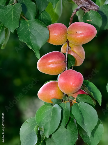 apricot tree and ripe natural apricot