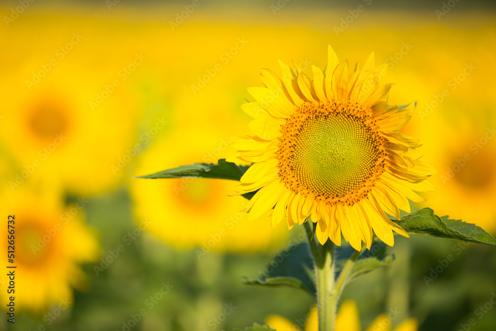sunflower field in summer sunflower field in summer