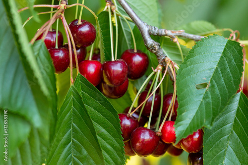 Fotobehang Red cherries growing on a tree between branches and leaves