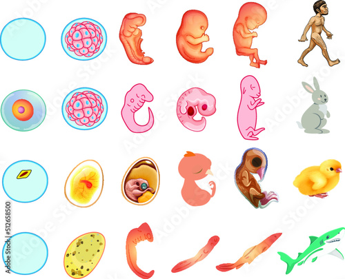 Embryo Development