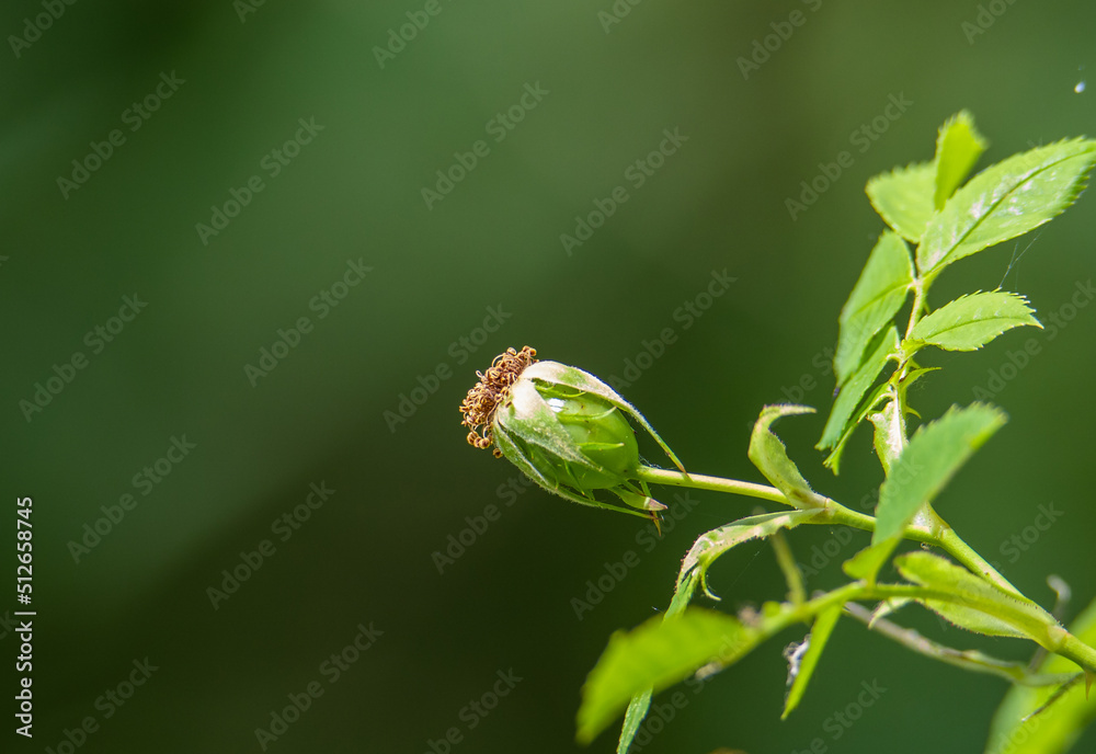 a close-up with a green Rosa canina fruit on the branch a close-up with a green Rosa canina fruit on the branch
