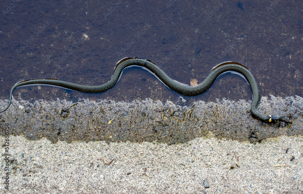 a Natrix natrix snake on the shore of a lake