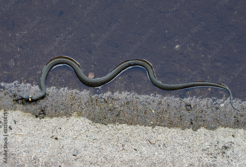 a Natrix natrix snake in close up