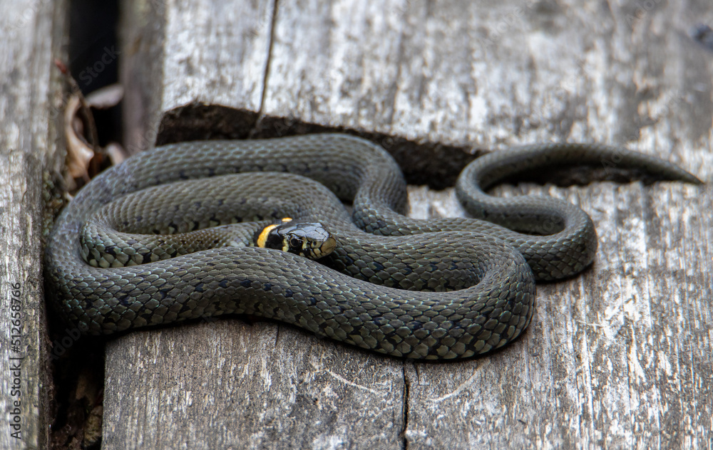 a Natrix natrix snake in close up a Natrix natrix snake in close up