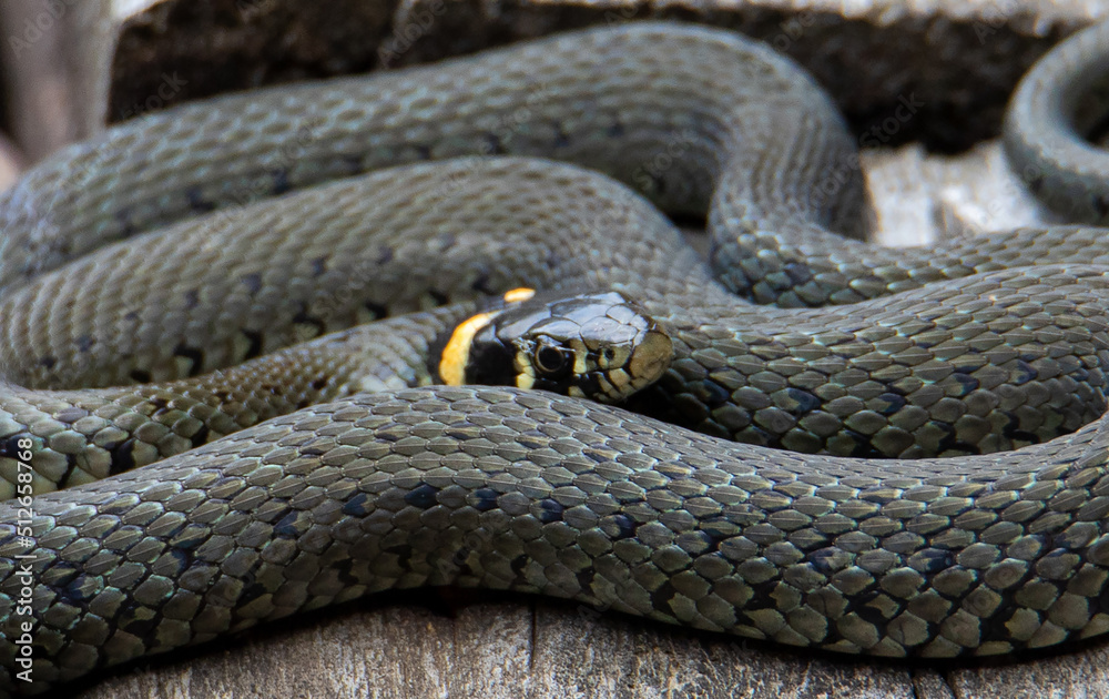 a Natrix natrix snake coiled on a wooden planks a Natrix natrix snake coiled on a wooden planks