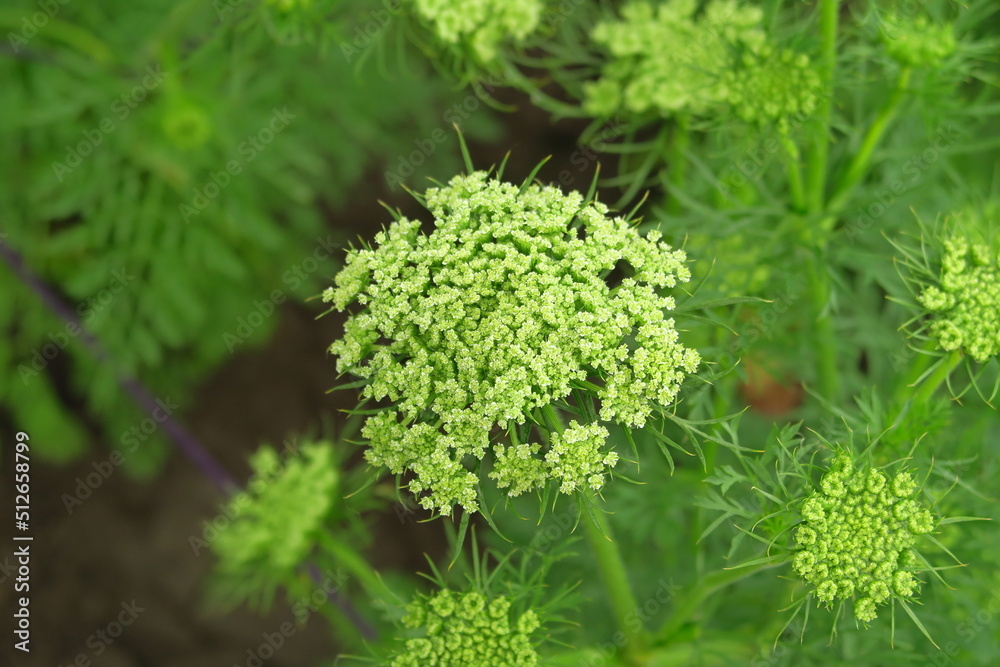 carrot seeds cultivation for growing carrots carrot seeds cultivation for growing carrots