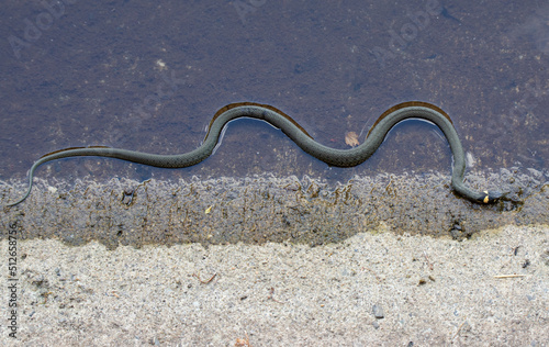 a Natrix natrix snake in close up © sebi_2569