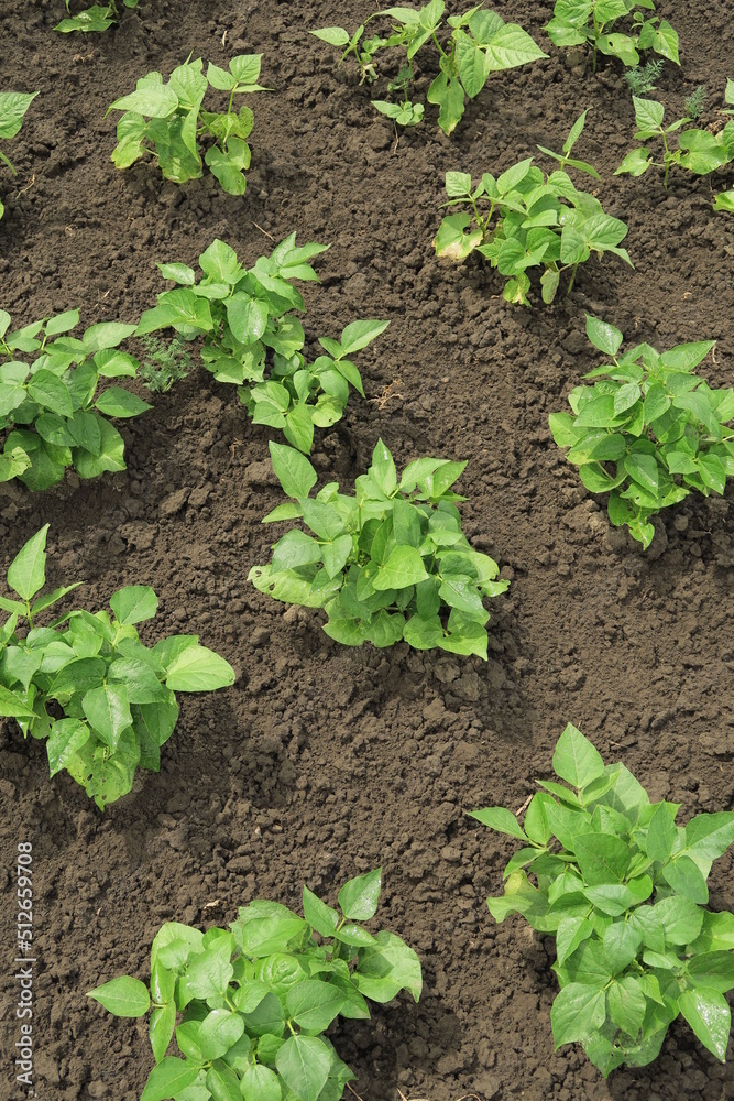 young green bushes of organic beans grow in the garden at a vegetable farm