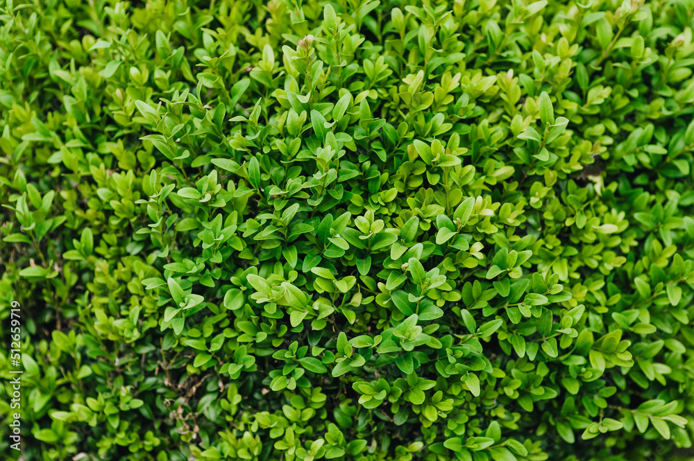 Background, texture of green leaves, foliage of evergreen boxwood. Photography of nature. Background, texture of green leaves, foliage of evergreen boxwood. Photography of nature.