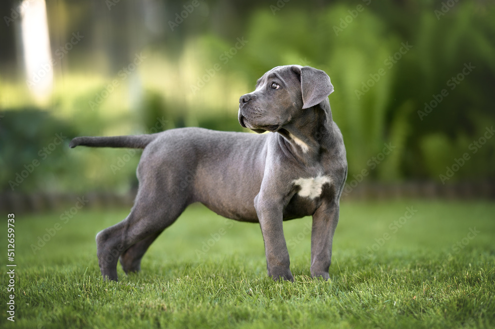 beautiful cane corso puppy standing on grass in summer beautiful cane corso puppy standing on grass in summer