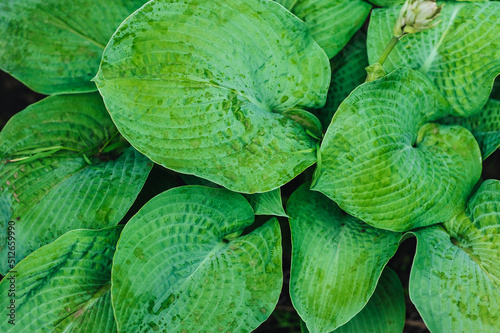 Background, texture of large green leaves of hosta. Photography of nature in the garden.