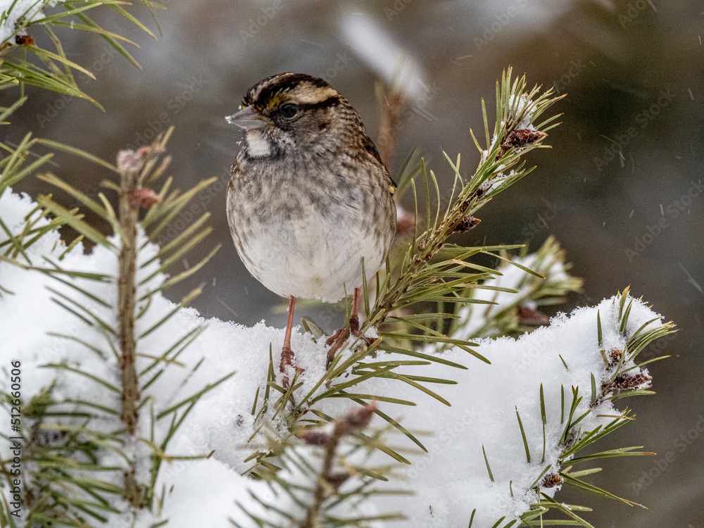 Фотография White-throated Sparrow